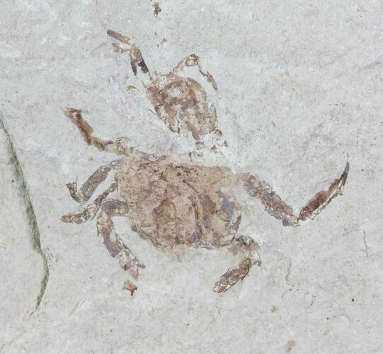 Fossil Pea Crab (Pinnixa) From California - Miocene #63714